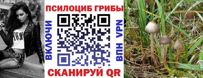 Псилоцибиновые грибы Psilocybe  Лыткарино 